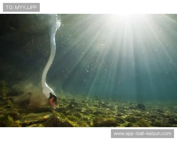 河床年轻力量引发关注